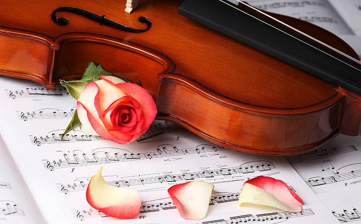 Класическа музика, кафява цигулка и розова роза, музика, цигулка, класическа музика, HD тапет