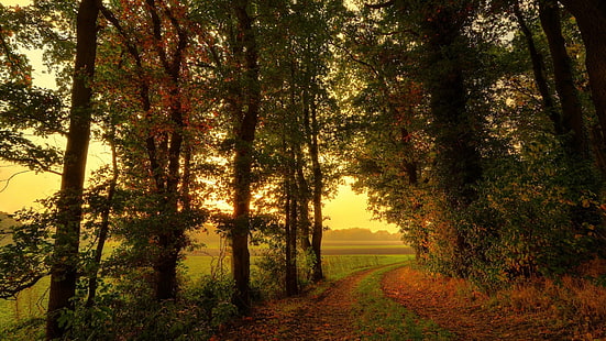 зеленые деревья, природа, деревья, лес, листья, осень, путь, ветка, туман, трава, поле, HD обои HD wallpaper
