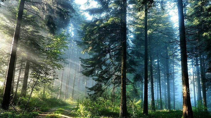 Позната гора, гора, слънчево греене, слънчева светлина, природа, 3d и абстрактно, HD тапет
