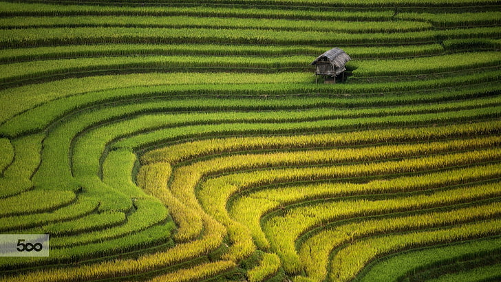 landscape, rice paddy, HD wallpaper
