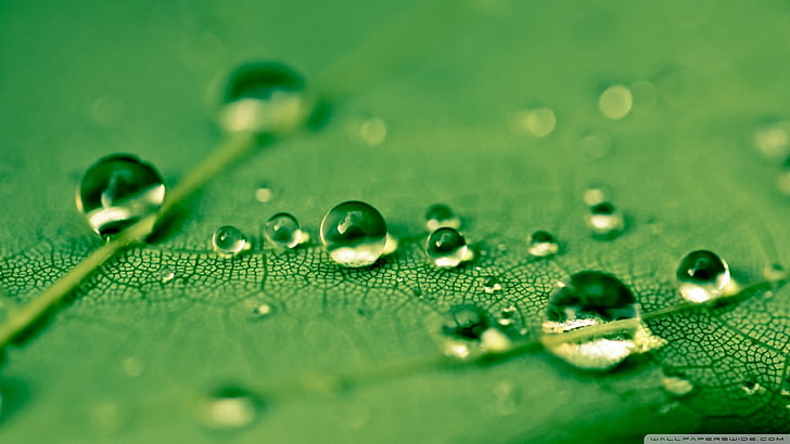 water droplets, water drops, leaves, green, HD wallpaper
