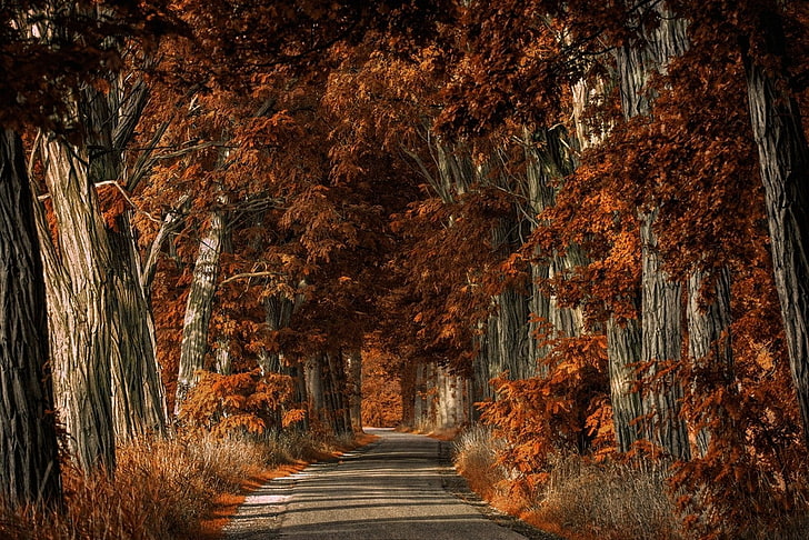 nature, landscape, trees, road, shrubs, fall, HD wallpaper