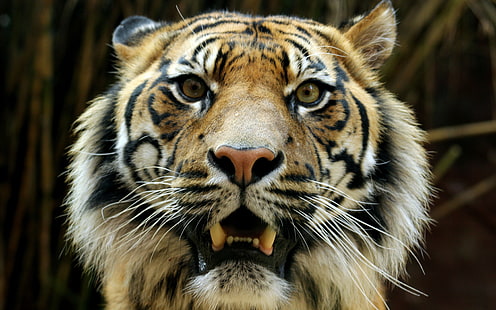 коричневый и черный тигровый принт, бенгальские тигры, животные, живая природа, HD обои HD wallpaper