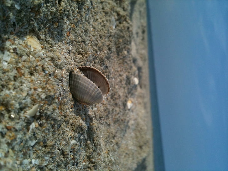 単一の貝殻、ビーチ、貝殻、砂、自然と風景、 HDデスクトップの壁紙