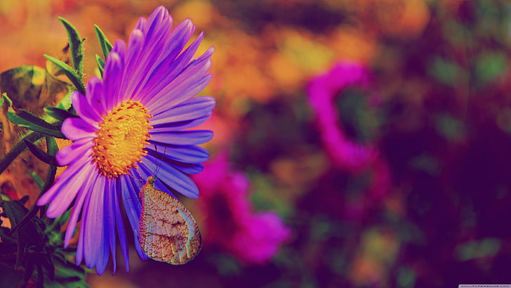 flor de la margarita púrpura, naturaleza, flores, flores de color púrpura, insectos, mariposas, plantas, Fondo de pantalla HD