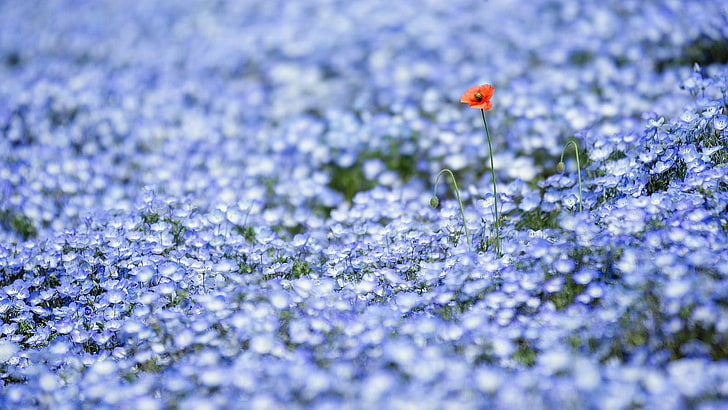 赤いケシと青いネモフィラの花 花 花 Hdデスクトップの壁紙 Wallpaperbetter