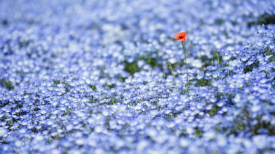 amapola roja y flores azules de Nemophila, flores, flor, Fondo de pantalla HD HD wallpaper