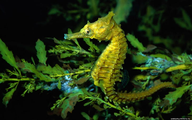 Animals Fishes Seahorse Plants Leaves Underwater Ocean Sea Life Nature For Android, fishes, android, animals, leaves, life, nature, ocean, plants, seahorse, underwater, HD wallpaper