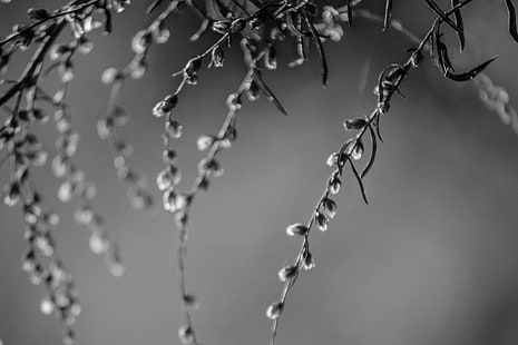 gråskalefotografering av bladväxt, Au, gråskala, fotografi, blad, växt, Natur, Ardèche, svartvit, noir et blanc, närbild, makro, minimalism, Nikon D750, HD tapet HD wallpaper