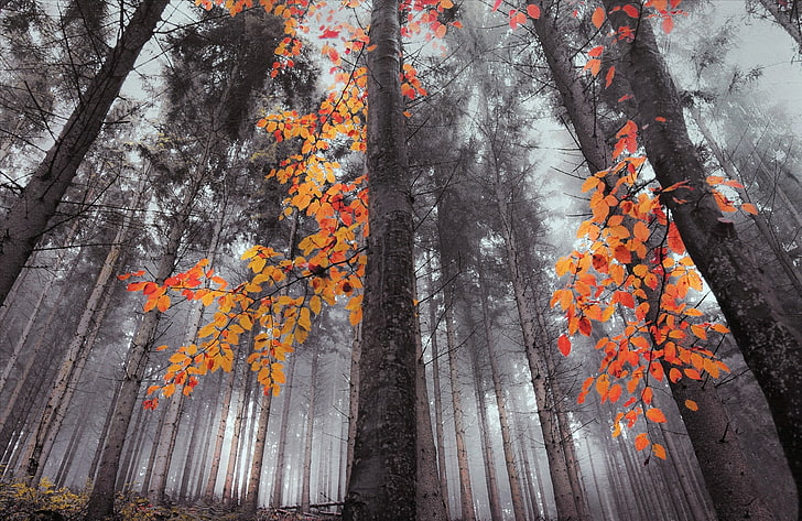оранжеви листни дървета, есен, гора, природа, пейзаж, дървета, мъгла, оранжево, HD тапет