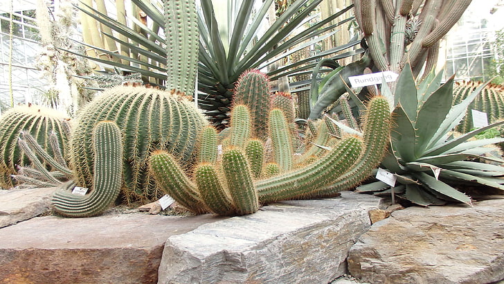 botanic, cactus, desert, garden, kaktus, plants, stones, HD wallpaper