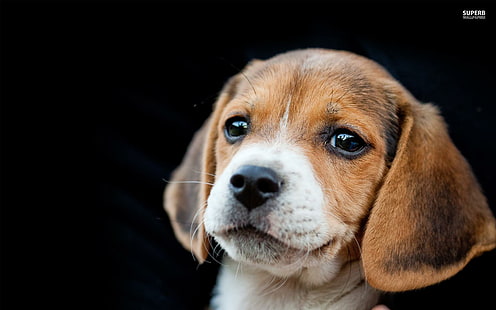 ~ sevimli Beagle yavru ~, köpek yavrusu, tatlı, beagle, sevimli, değerli, sevimli, hayvan, hayvanlar, HD masaüstü duvar kağıdı HD wallpaper