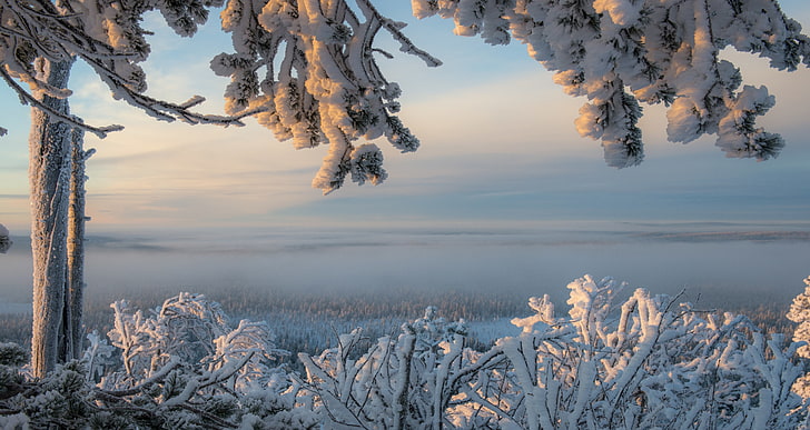 invierno, nieve, ramas, árbol, escarcha, panorama, Finlandia, Laponia, Ylläs, Fondo de pantalla HD