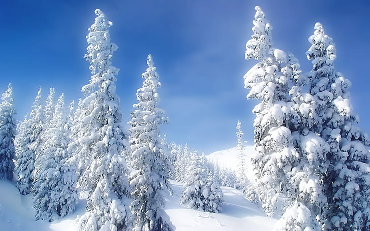 пейзажи природа зимен сезон снежни дървета синьо небе 1920x1200 Природа Зима HD Изкуство, природа, Пейзажи, HD тапет
