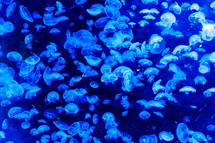 blue, danger, deep, glow, glowing, jellyfish, marine, nature, sea, translucent, underwater, HD wallpaper