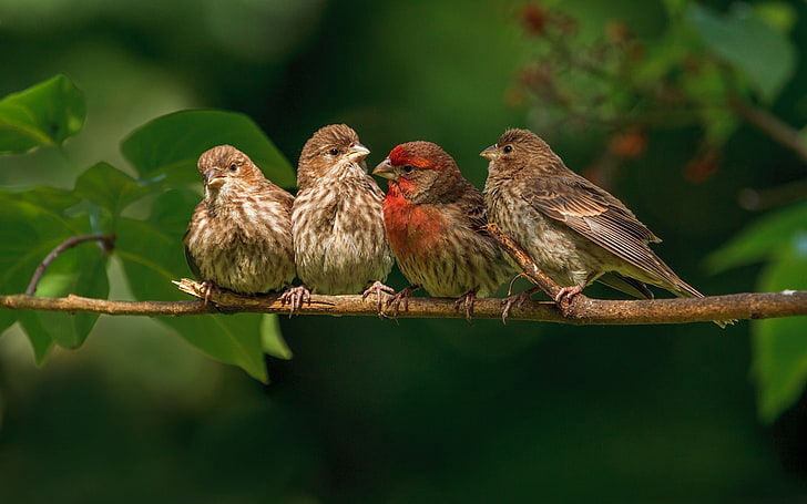 chaffinches семейство клон птица-HD Photo тапет, четири домашни чинки, HD тапет