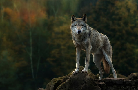 Сив вълк, бял и сив вълк с покритие, гора, есен, мащаб, хищник, вълк, сив, поглед, HD тапет HD wallpaper