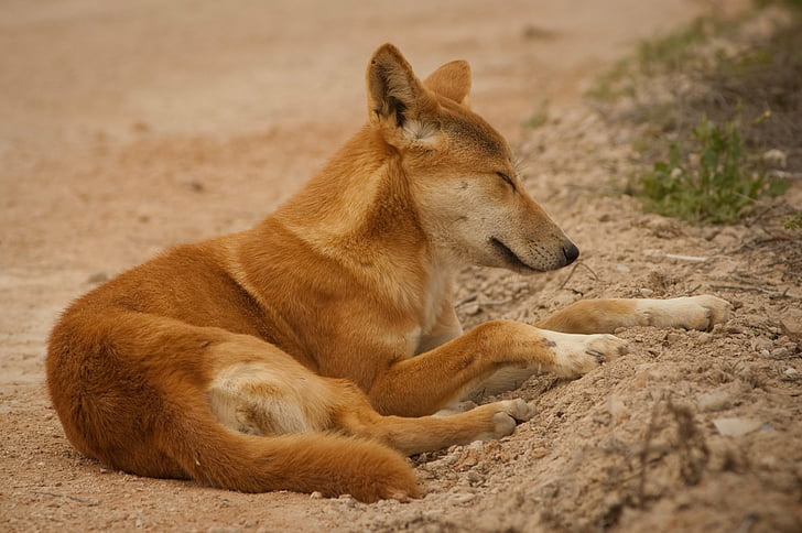 Dogs, Dingo, Australian, Wild Dog, HD wallpaper