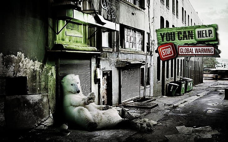 A friendly Polar Bear, polar bear, bear, HD wallpaper