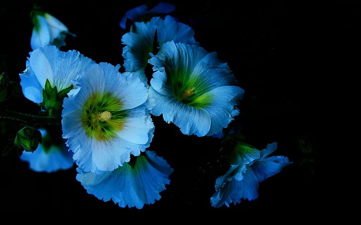 Fiori blu, petali, malva, sfondo nero, fiori blu, blu, fiori, petali, malva, nero, sfondo, Sfondo HD