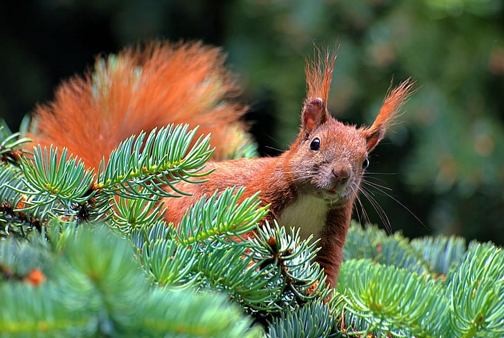 Aghi di abete rosso, ramo, zampa, scoiattolo, pino, Sfondo HD