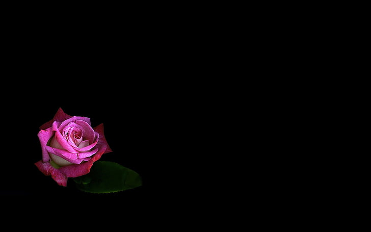 写真、花、ピンクのバラ、 HDデスクトップの壁紙