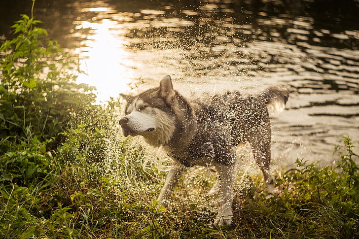 grass, water, drops, light, squirt, nature, pose, glare, shore, dog, wet, ruffle, wool, bathing, pond, husky, Siberian husky, shakes, after swimming, HD wallpaper