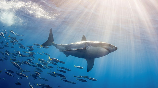 shark, sea, fish, animals, underwater, Great White Shark, HD wallpaper HD wallpaper