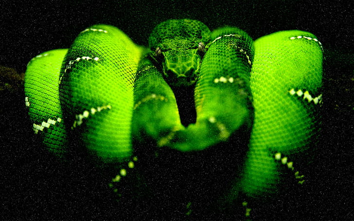 한밤중의 'green'tree'python, 녹색 나무 파이썬, 녹색 파이썬, 한밤중, 뱀, 파이썬, 동물, HD 배경 화면