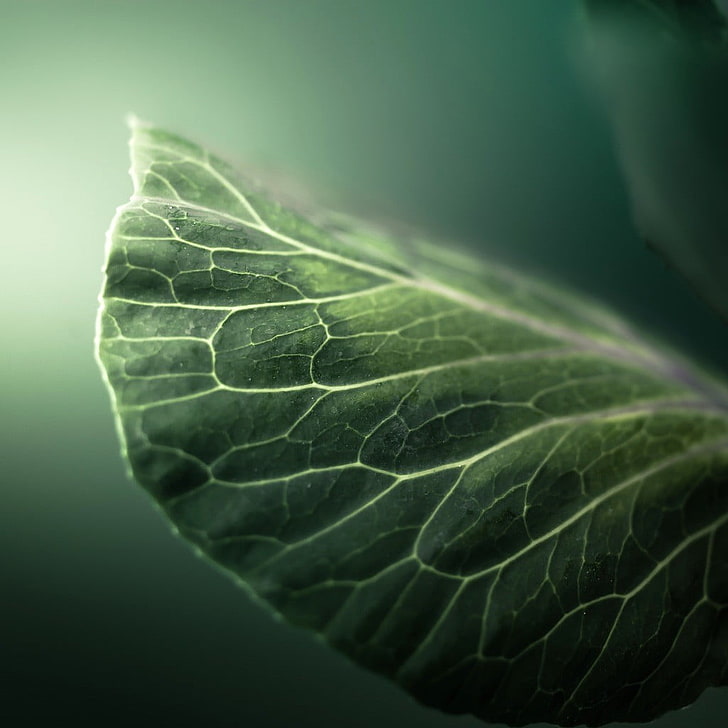 зеленый лист, фильтр, макро, грин, природа, растения, листья, HD обои