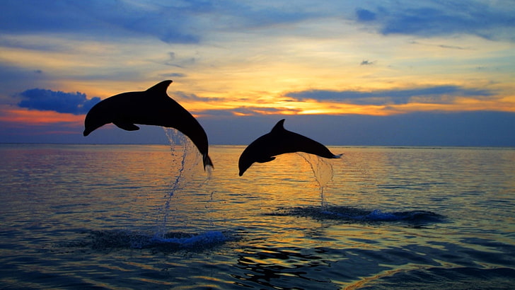 two gray dolphins, sea, the sky, water, sunset, squirt, nature, jump, the evening, horizon, silhouette, pair, dolphins, bokeh, travel, wallpaper., my planet, beautiful background, HD wallpaper