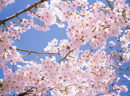 Цветущая вишня, Вишни в цвету., Времена года, Весна, Вишня, Дерево, Цветущая вишня, HD обои HD wallpaper