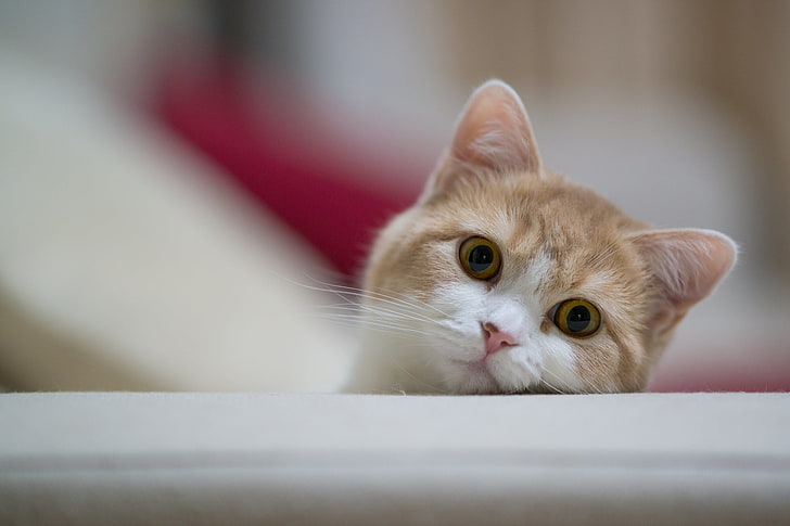 orange kitten, cat, muzzle, eyes, playful, HD wallpaper