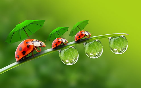 Ladybugs with Umbrellas, ladybugs, umbrellas, grass, droplets, HD wallpaper HD wallpaper
