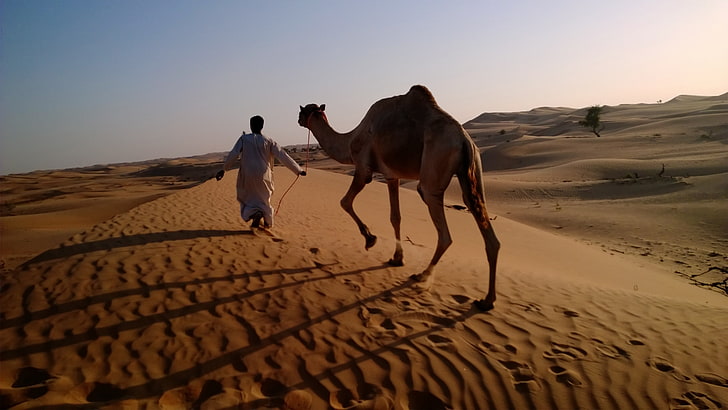 man tugging a camel in the desert, camel in desert, arabian caravan, Arabian Nights Village, Nokia Lumia test, Abu Dhabi tourism, HD wallpaper