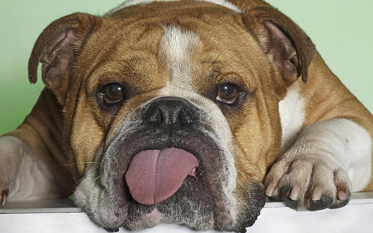 brown bulldog with tongue out, dog, animals, HD wallpaper