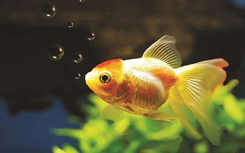 золотая рыбка, HD обои HD wallpaper