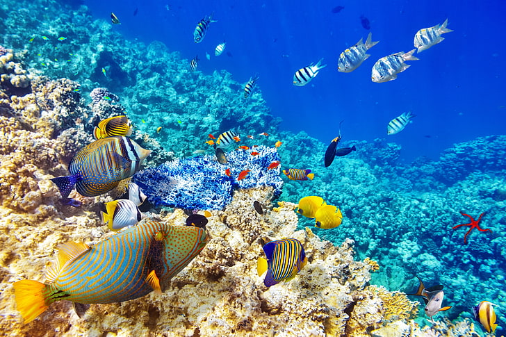 shoal of tang fish, fish, the ocean, world, underwater world, underwater, ocean, fishes, tropical, reef, coral, coral reef, HD wallpaper