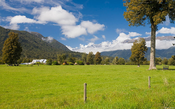 Nya Zeeland Farmland-Windows 10 tapet, grönt gräsfält, HD tapet