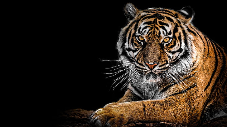 Cats, Tiger, Big Cat, Siberian Tiger, Wildlife, predator (Animal), HD wallpaper