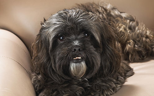 взрослый коричневый и черный ши-тцу, ши-тцу, собака, морда, пушистый, HD обои HD wallpaper