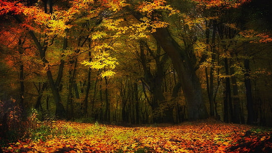 árvore de folha de bordo, natureza, paisagem, outono, floresta, árvores, folhas, amarelo, luzes, HD papel de parede HD wallpaper