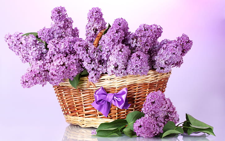 Una canasta de flores de color lila, arco, púrpura, cesta, lila, flores, arco, púrpura, Fondo de pantalla HD