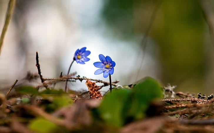 Flower Macro HD, blue petaled flower, nature, flower, macro, HD wallpaper