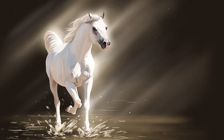Cavalo branco jovem, cavalos, cavalo branco, HD papel de parede