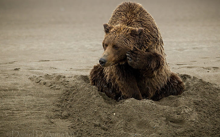 beruang, Wallpaper HD