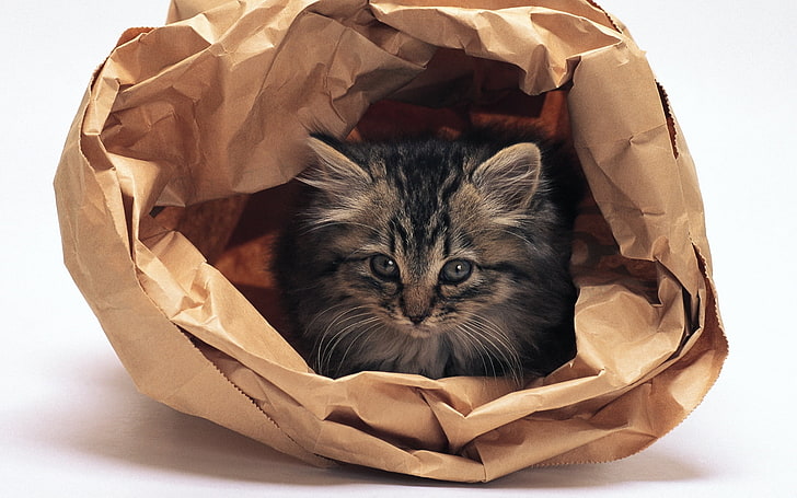 gray and black kitten, cat, paper bag, fluffy, HD wallpaper