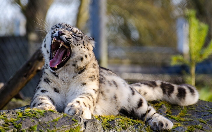 white and black tabby cat, snow leopards, leopard, animals, nature, big cats, open mouth, leopard (animal), HD wallpaper