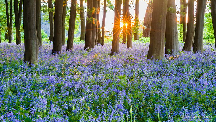 Badbury Hill, Oxfordshire, England, Frühling / Sommer, HD-Hintergrundbild