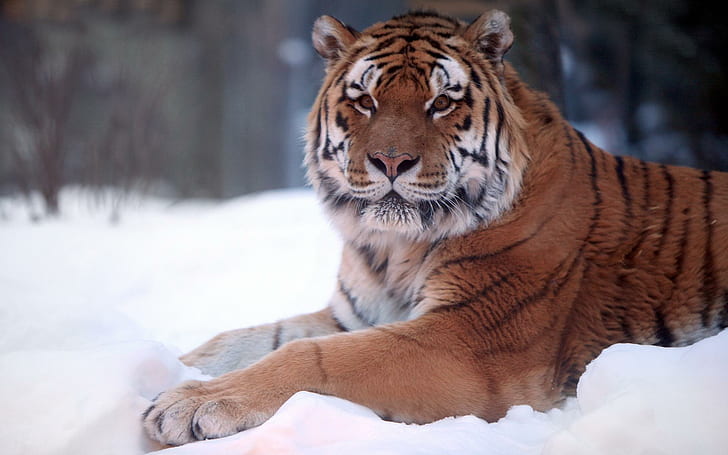 Tiger Snow Wide, brown and black tiger, wide, tiger, snow, tigers, HD wallpaper